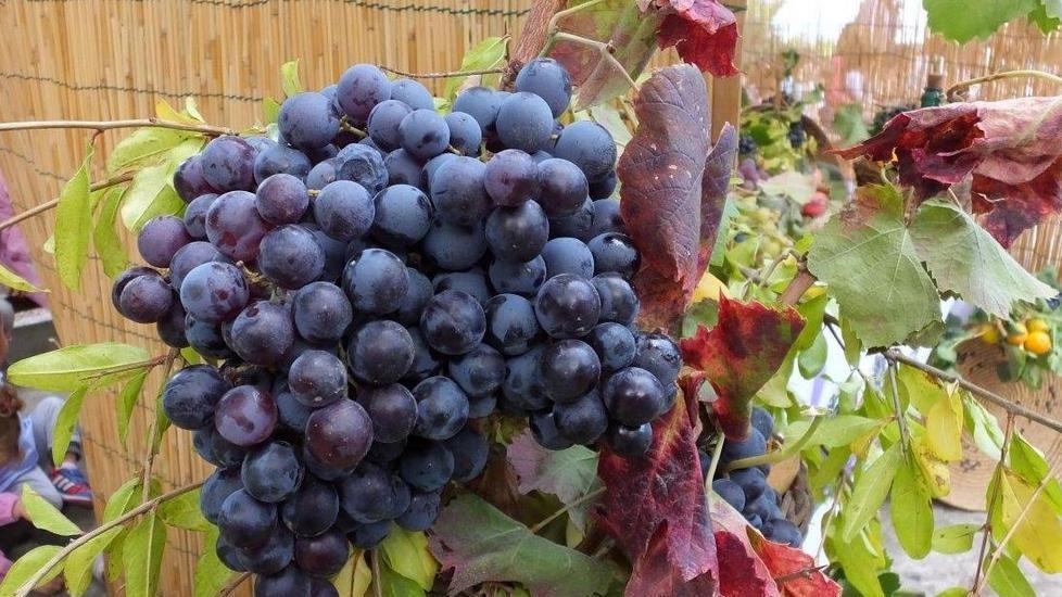 Cortes apertas, l’uva e il vino protagonisti con “sa innenna” 