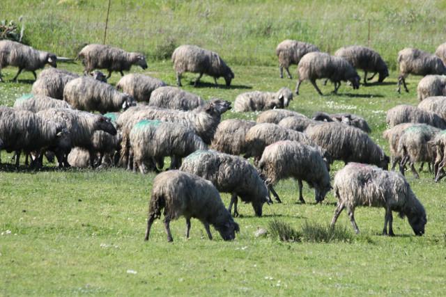 “Pecore nere” nella piana di Ottana, chiuse le indagini sulla nube di carbone