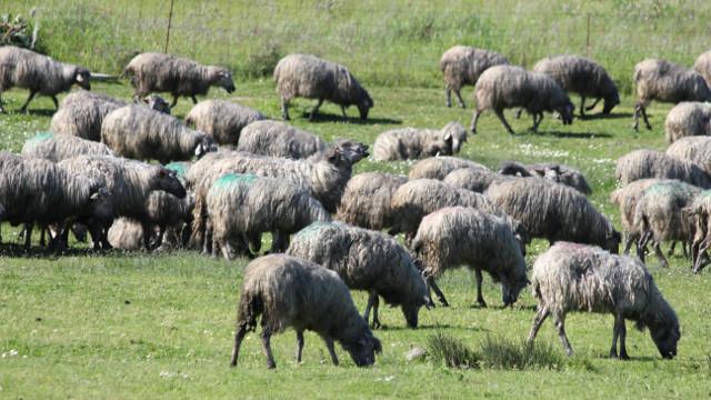 “Pecore nere” nella piana di Ottana, chiuse le indagini sulla nube di carbone