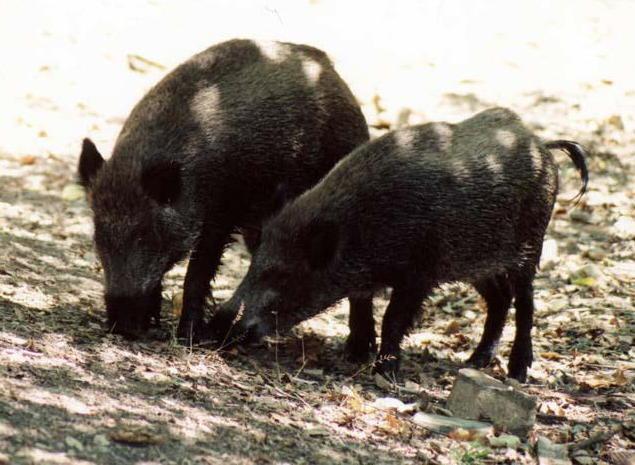 Caccia al cinghiale, al via i controlli Asl 