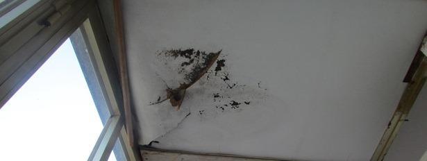 «Invasi dalla muffa, cadono i cornicioni» 