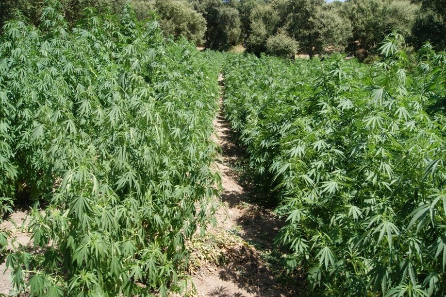 UNa piantagione di cannabis