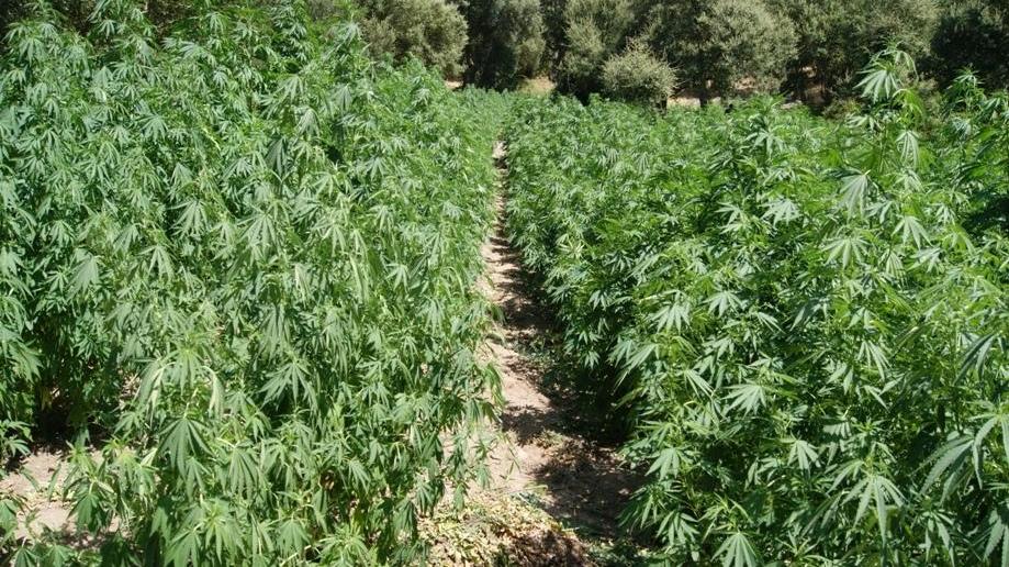 UNa piantagione di cannabis
