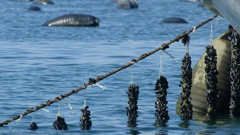 La cozza del golfo star al salone del gusto