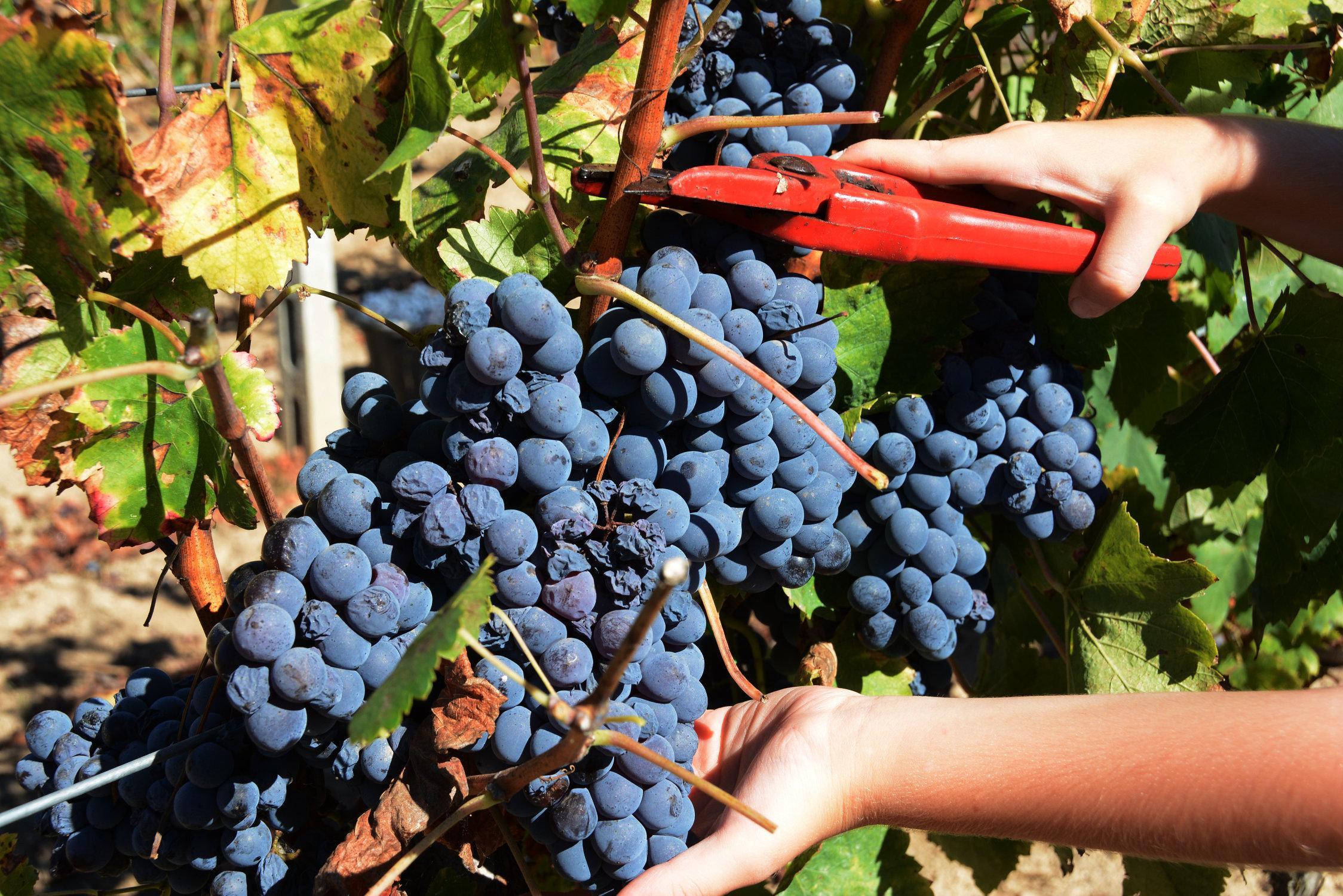 La vendemmia in un vigneto gallurese