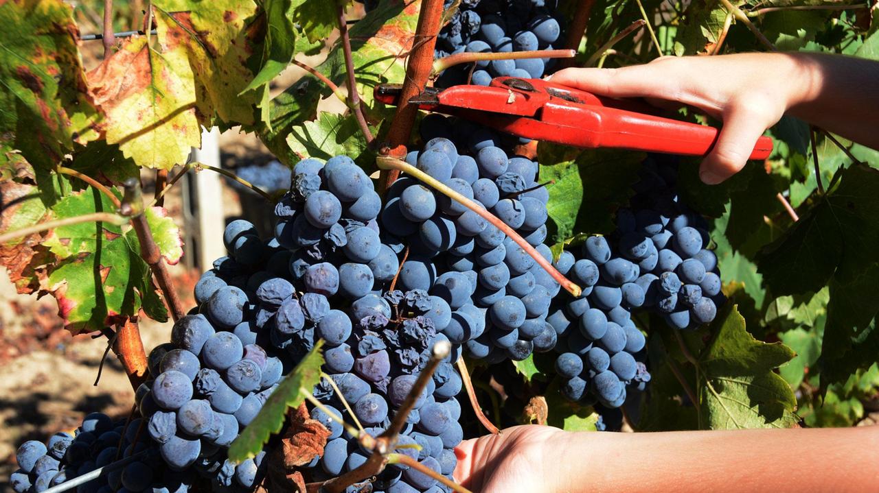 La vendemmia in un vigneto gallurese