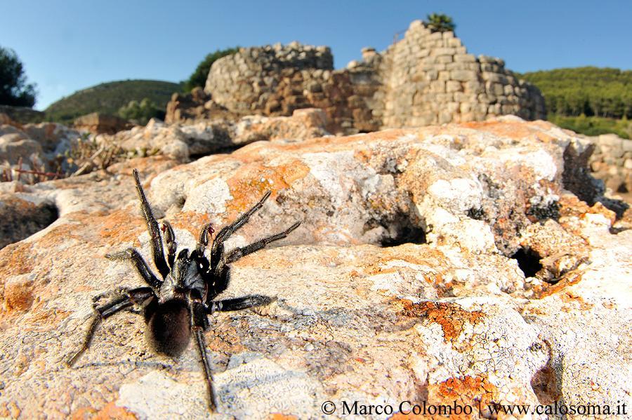 A Porto Conte un ragno tutto sardo ribattezzato “Nuragicus” 