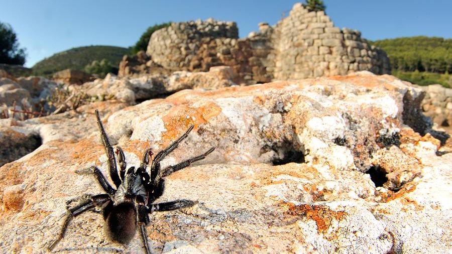 Il ragno scoperto a Porto Conte
