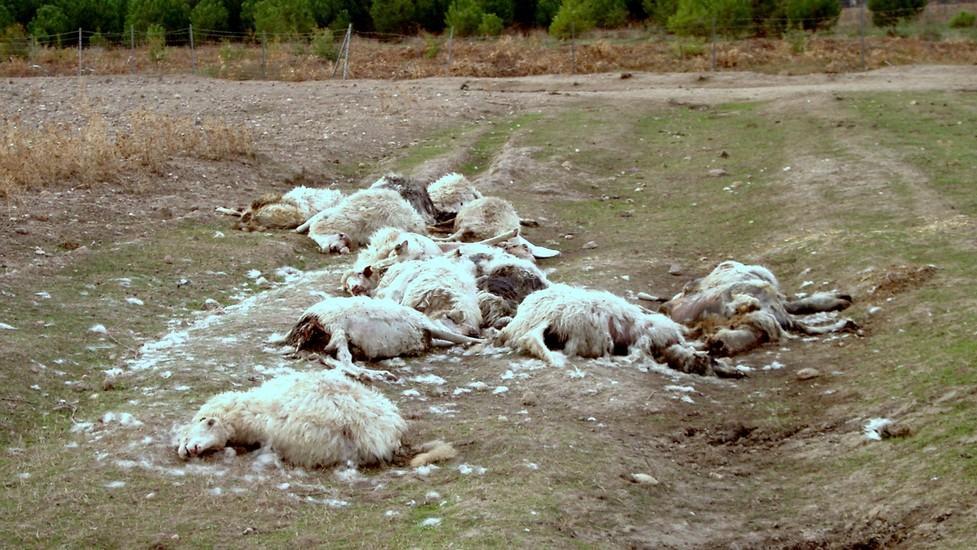 «Noi non vaccineremo le pecore» Allevatori lussurgesi in rivolta 