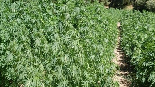 “Coltivatori diretti” di piante di marijuana agli arresti domiciliari 