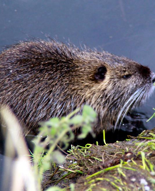 «Subito le ordinanze anti nutrie» 