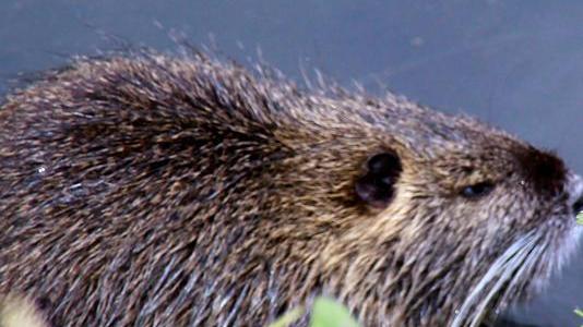 «Subito le ordinanze anti nutrie»