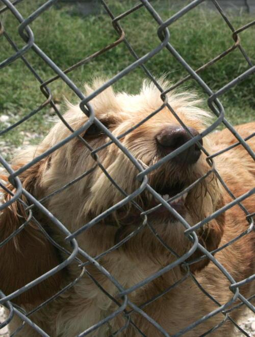 Tutino sui cani: «Ancora nessun trasferimento» 