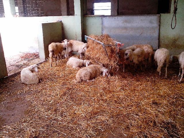 Un allevamento di pecore colpite dal morbo della lingua blu