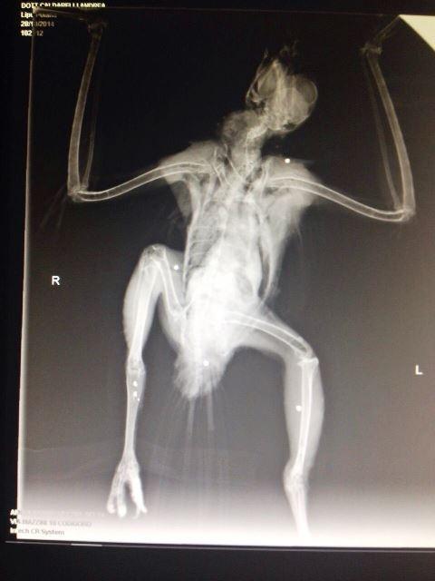 <Ennesimo atto criminale di bracconaggio>