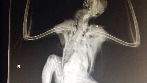 <Ennesimo atto criminale di bracconaggio>