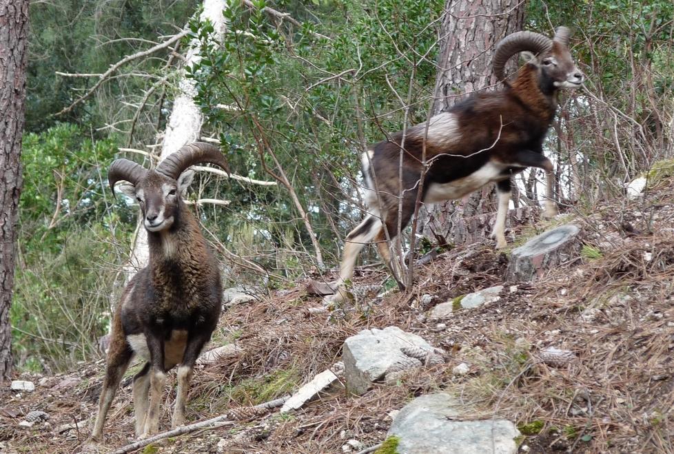 Mufloni sul Limbara, ecco il progetto 
