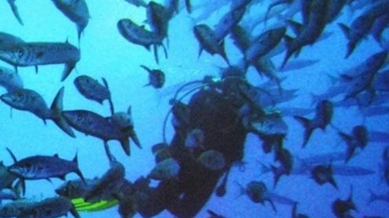 Diving club, un calendario tra i barracuda