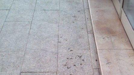 Commercianti infuriati contro i piccioni