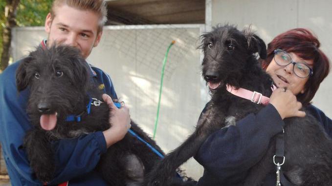 Adottati i cani salvati a Tre Olmi