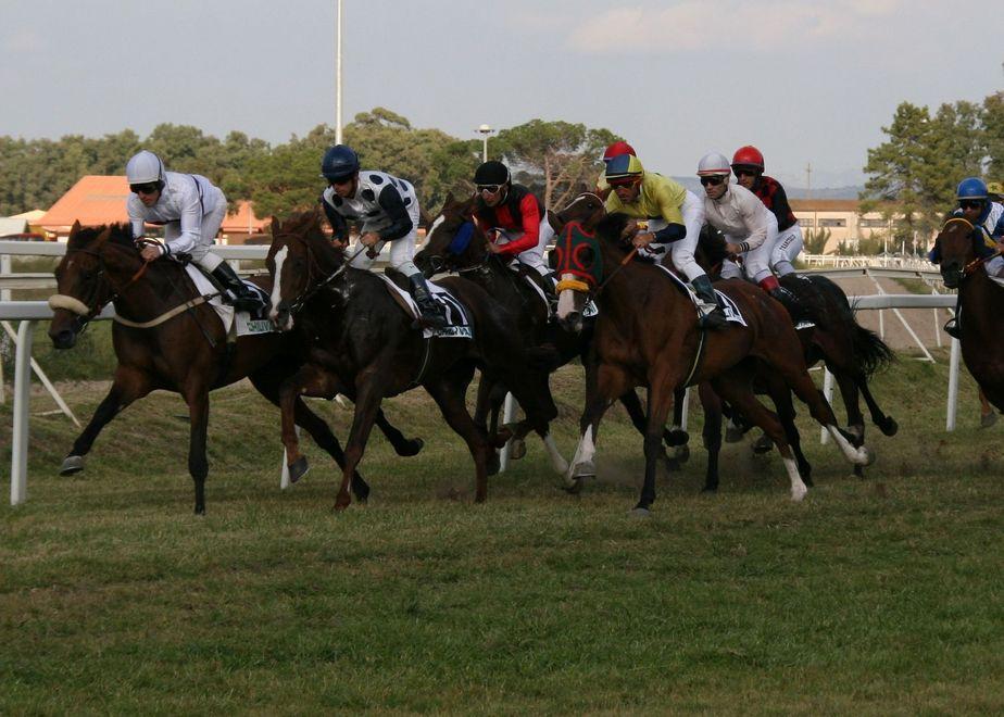 Ledda: un’unica regia per il cavallo sardo 