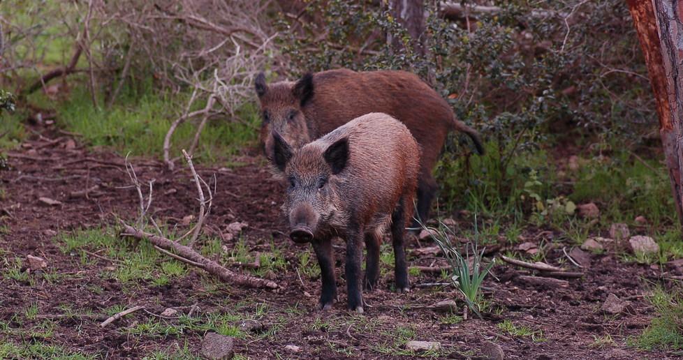 Gli “amici” della caccia al cinghiale 