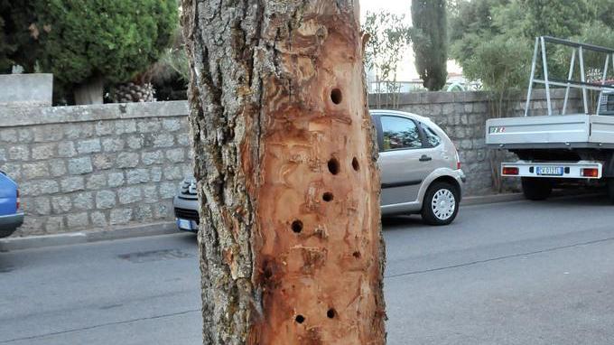 Verde e rifiuti, la Cisal lancia l’allarme