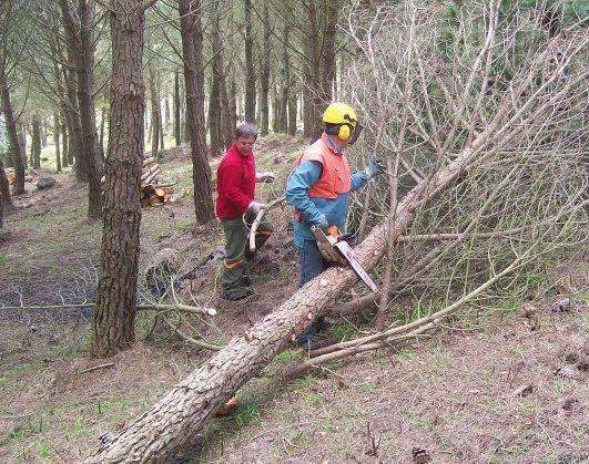 Ente foreste, gravi carenze di organico 