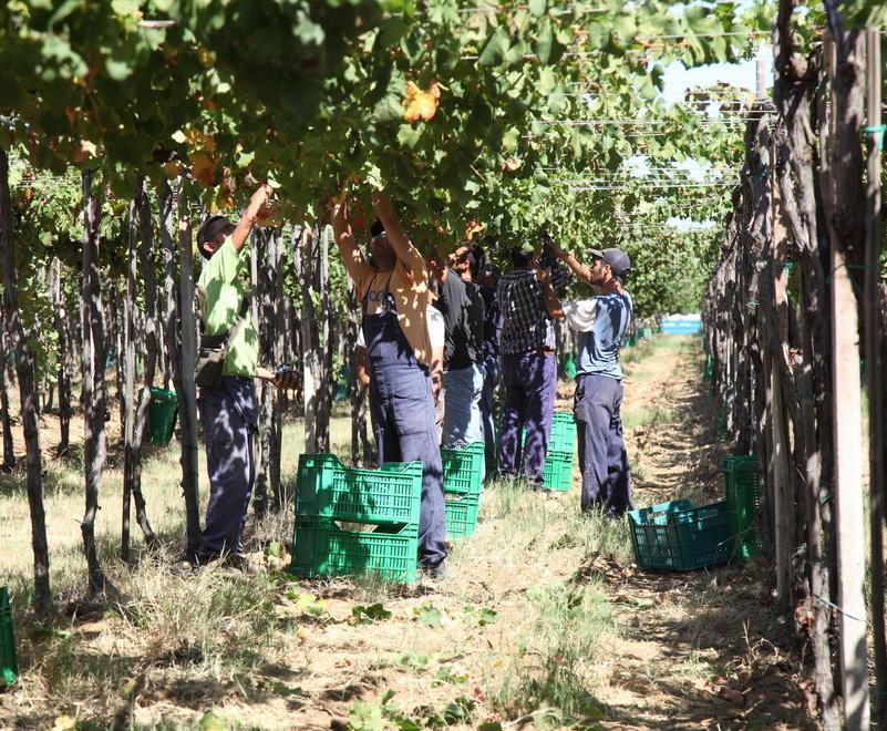 Il Gruppo Campari mette in vendita la Sella &amp; Mosca 