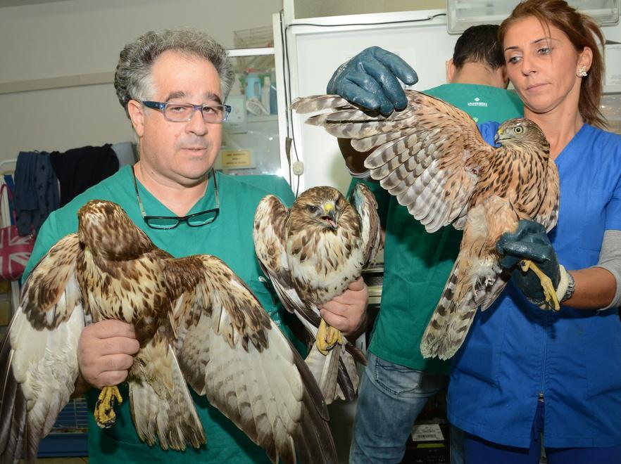 Tre rapaci feriti a fucilate dai cacciatori 