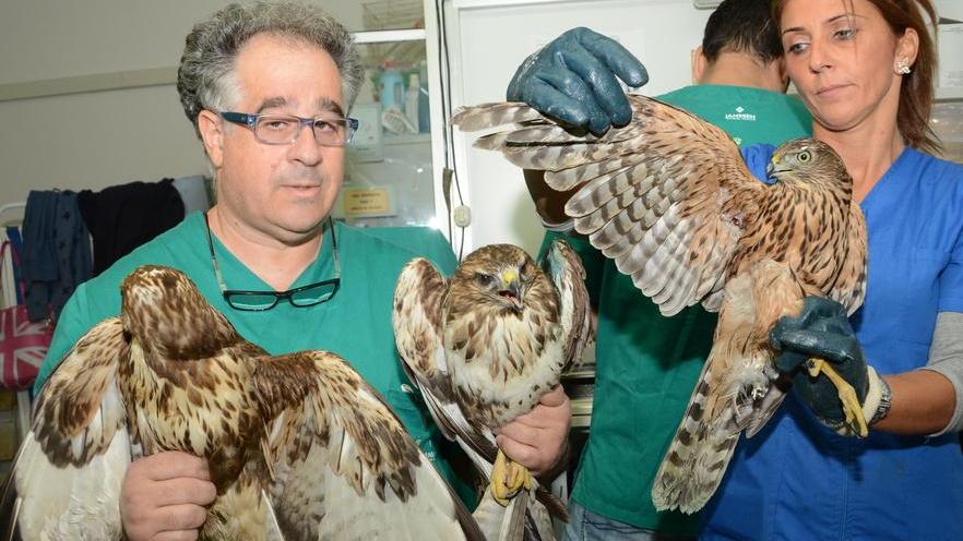 Tre rapaci feriti a fucilate dai cacciatori