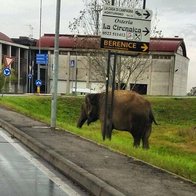Elefante in "fuga" dal circo. Orfei: "Stava solo pascolando"