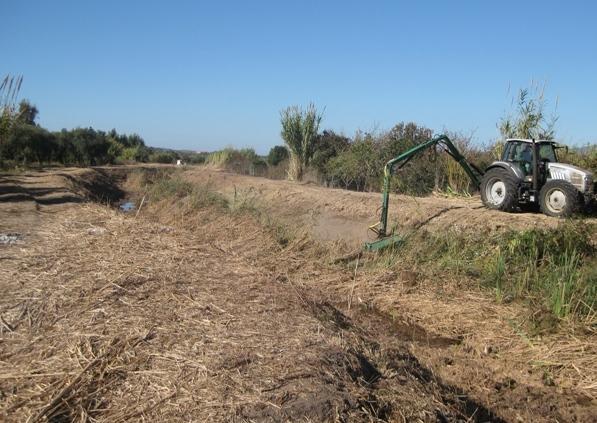 Il Comune sta estirpando il canneto sul rio Calvia 