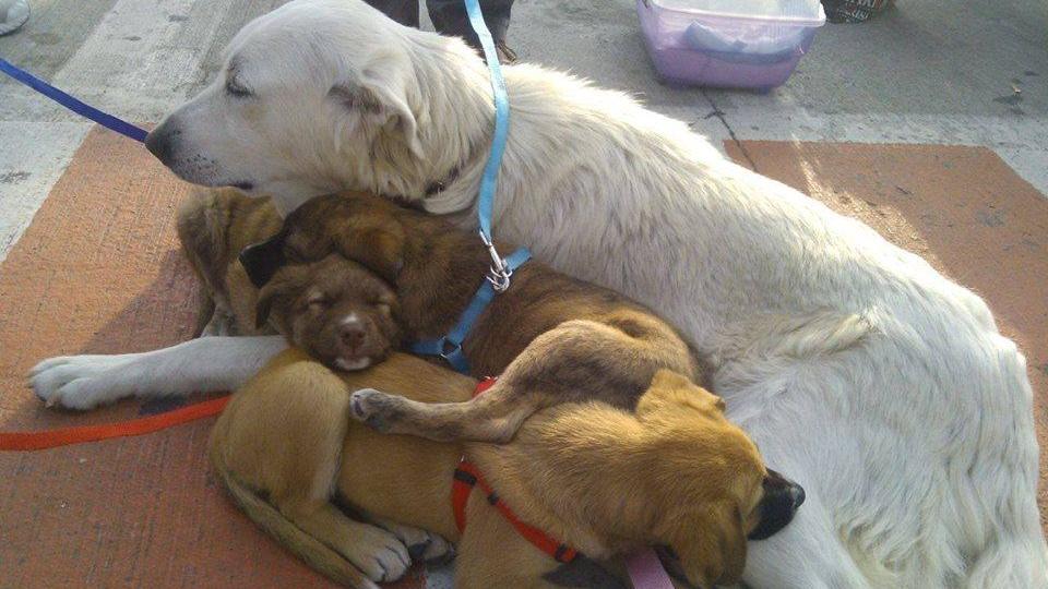 Belle con i suoi cuccioli sulla nave per Genova
