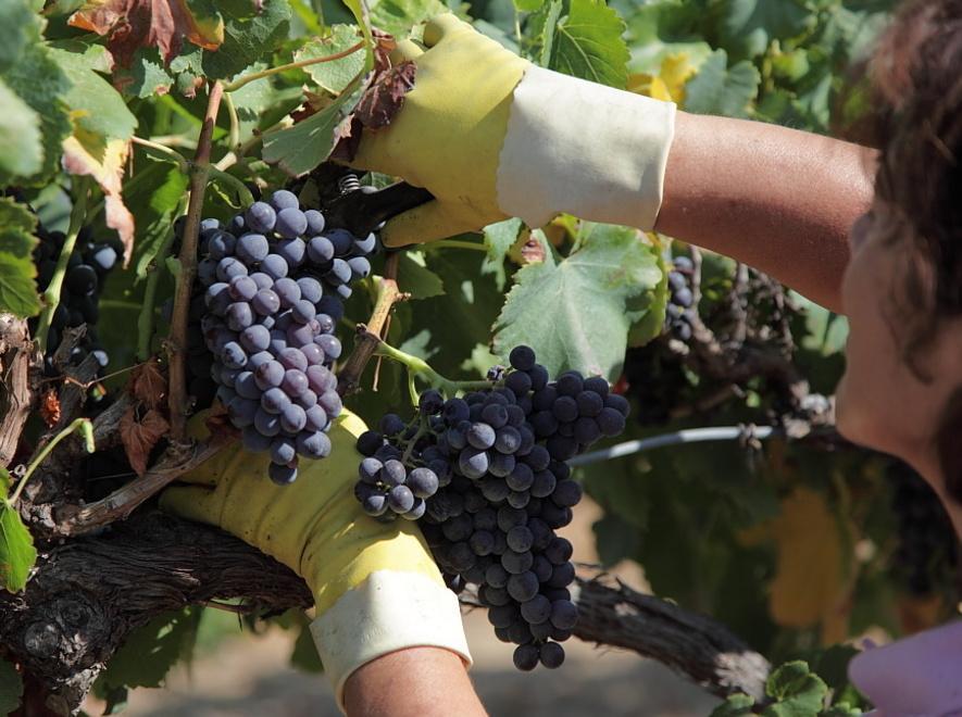 Alghero, cala la produzione ma saranno vini di altissima qualità 