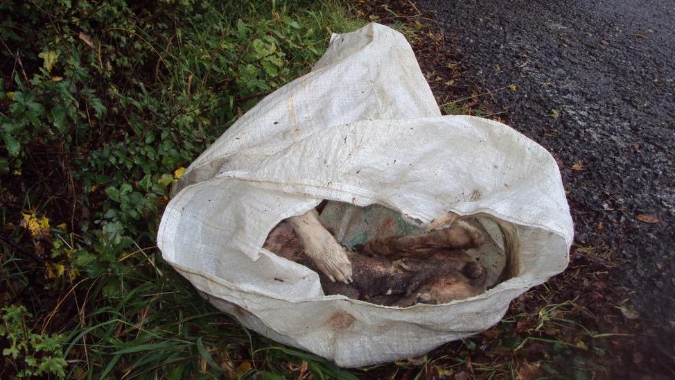 Trovato un cane morto rinchiuso in un sacco