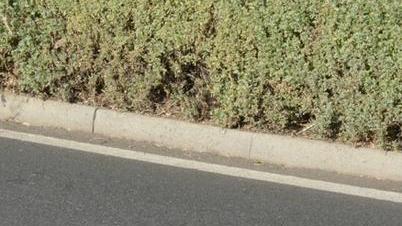 Cane investito in via Messina