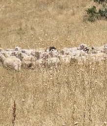 Agricoltori in ginocchio a causa della lunga siccità