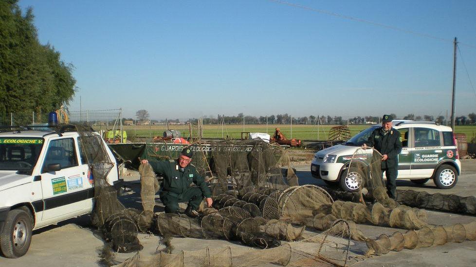 In Valle Fattibello sequestrate anguille per quindici chili