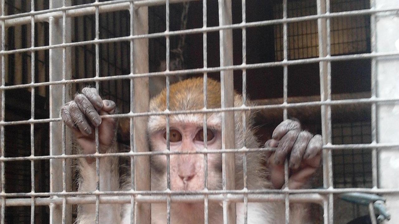 M5s al Parlamento. "Stop agli esperimenti sui macachi a Modena"