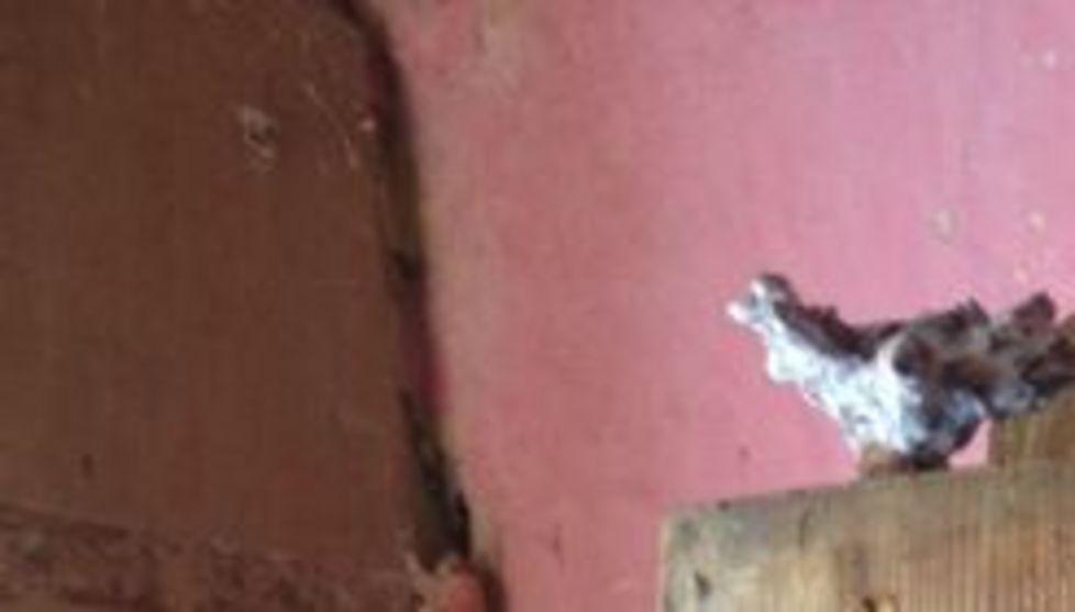 Domani i cittadini di Sedini avranno “La conoscenza” 