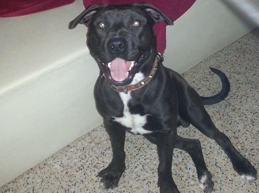 Colpo sparato da un fucile da caccia uccide il cane Rocco 