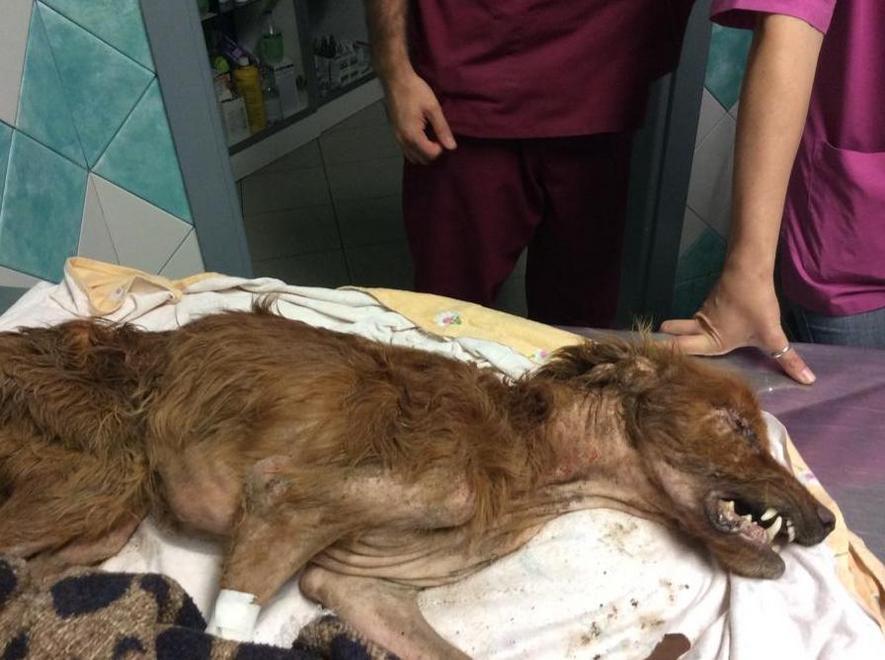 Ritrovato dopo un anno grazie al microchip 