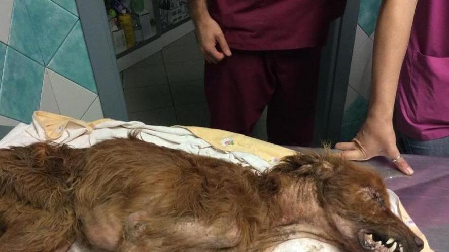 Ritrovato dopo un anno grazie al microchip