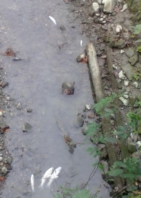 Pesci morti nel canal Torbido Inquinamento e poca acqua 