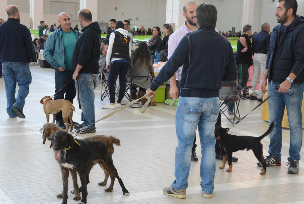 Cani e uccelli attirano gli sguardi 