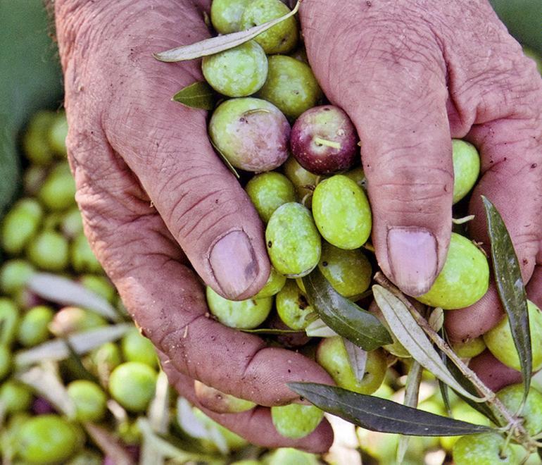 Olio d’oliva: produzione in calo, prezzi in aumento 