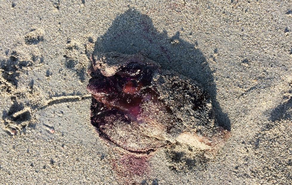 Mollusco killer avvistato a Sa Rocca Tunda 