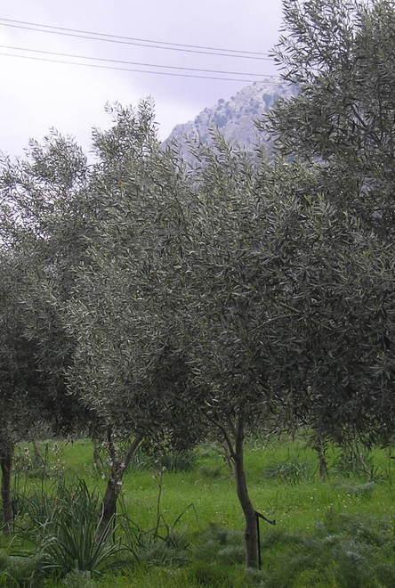 I consigli di Laore per la coltura e per difesa dell’olivo 