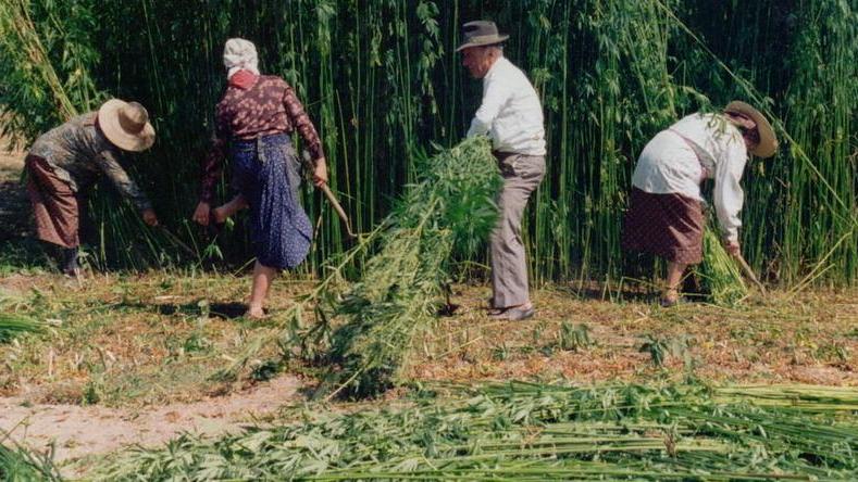In arrivo la legge sulla canapa industriale